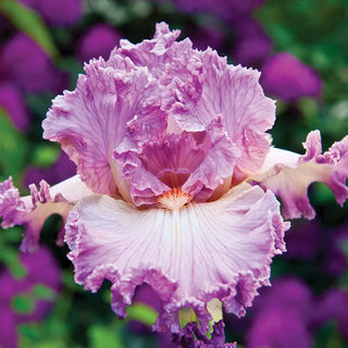 Social Graces Bearded Iris