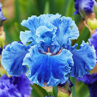 Sea Power Bearded Iris