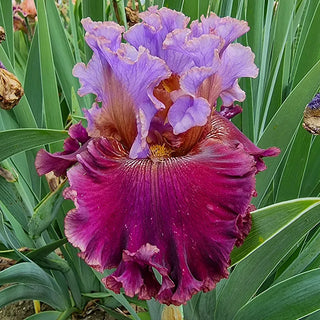Velvet Revolution Bearded Iris