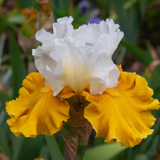 Tour de France Bearded Iris