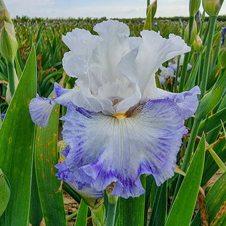 Autumn Breeze Reblooming Bearded Iris