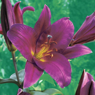 Purple Prince Lily Tree