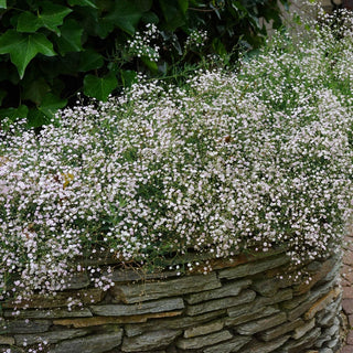 White Baby’s Breath