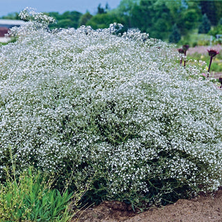 White Baby’s Breath