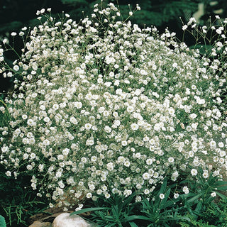 White Baby’s Breath