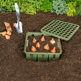 Bulb Basket