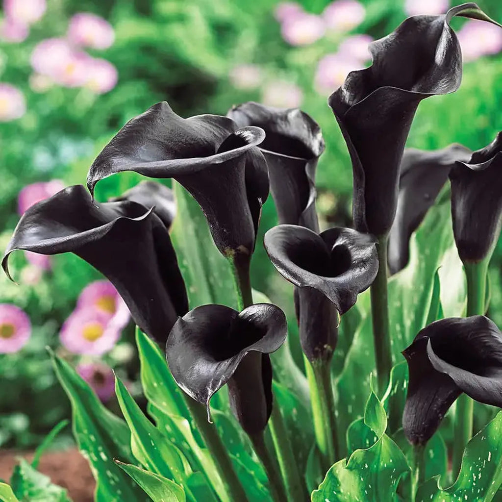 Odessa Calla Lily | BrecksBulbs.ca