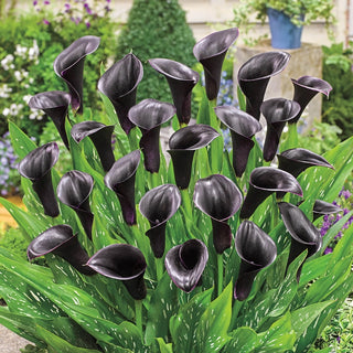 Odessa® Calla Lily