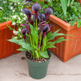 Odessa® Calla Lily