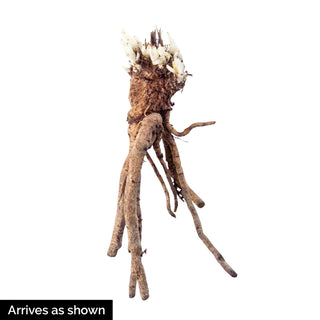 Pink Sensation Oriental Poppy