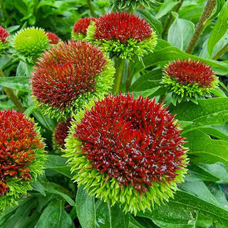 Drumstick Bicolor Coneflower