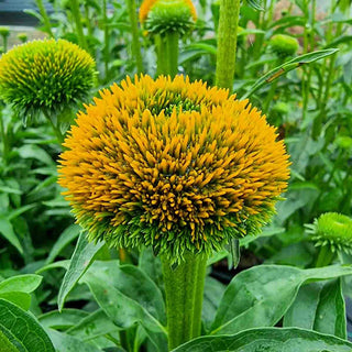 Drumstick Yellow Coneflower