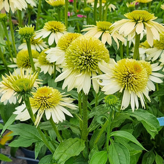 Stuffed Candy Coneflower