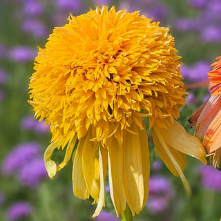 Cheerleader Yellow Coneflower
