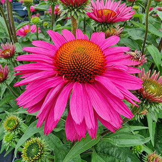 Wild Supreme Coneflower