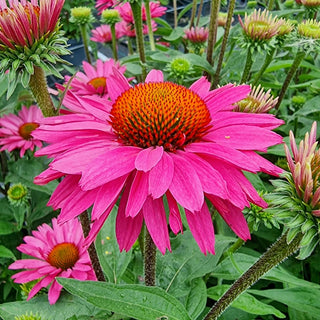Wild Supreme Coneflower