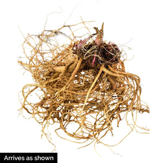 Wild Supreme Coneflower