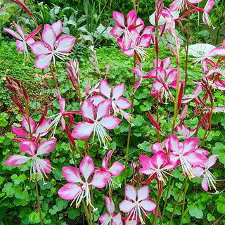 Rosy Jane Gaura