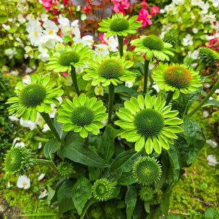 Alan's Pride Coneflower