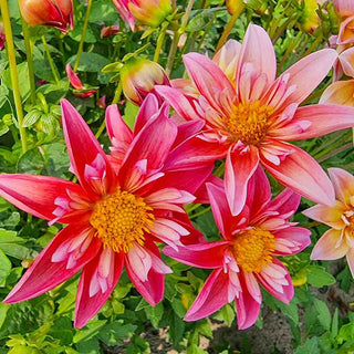 Pepita Pink Dahlia
