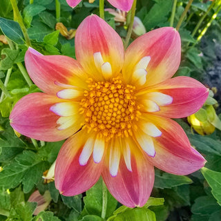 Pepita Pink Dahlia