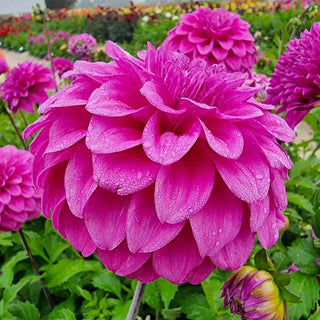 Purple Balloon Dahlia