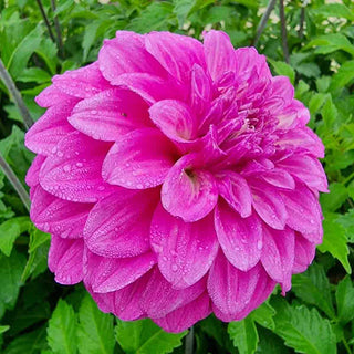 Purple Balloon Dahlia