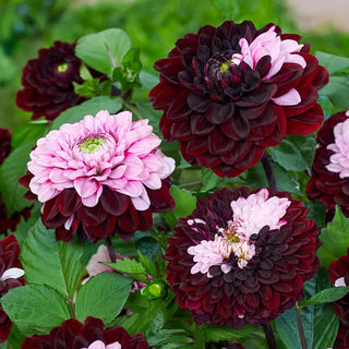 Daria in Love Dahlia