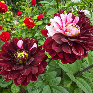 Daria in Love Dahlia