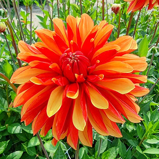 Japlou Dahlia