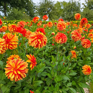 Japlou Dahlia