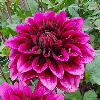 Davina Michelle Dahlia