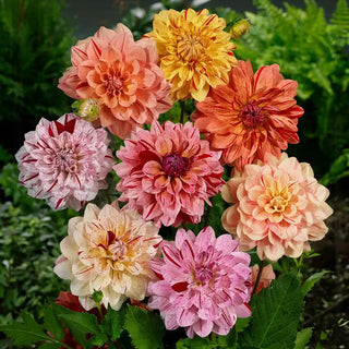 Rembrandt Dahlia Mixture™