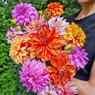 Rembrandt Dahlia Mixture™