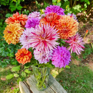 Rembrandt Dahlia Mixture™