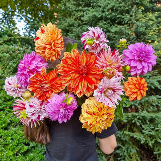 Rembrandt Dahlia Mixture™
