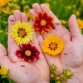 Solar Coreopsis Collection