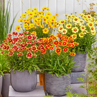 Solar Coreopsis Collection