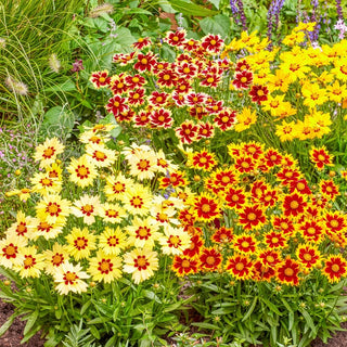 Solar Coreopsis Collection