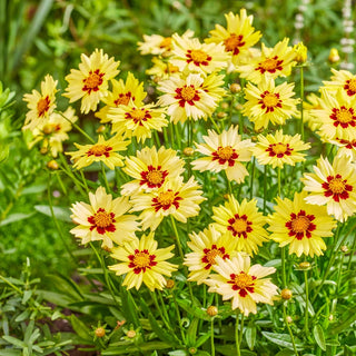 Solar Moon Coreopsis