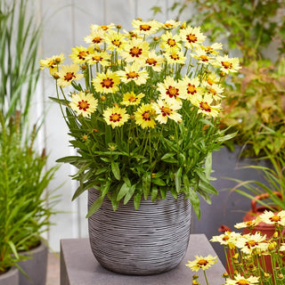 Solar Moon Coreopsis