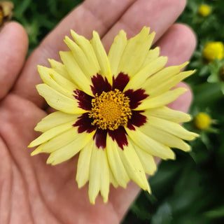 Solar Moon Coreopsis
