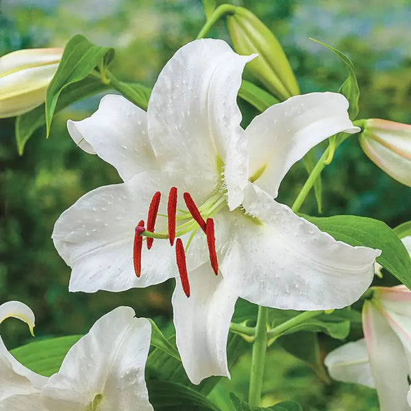 Casablanca Lily – Breck's