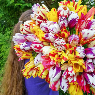 Flaming Beauties™  Tulip Mixture