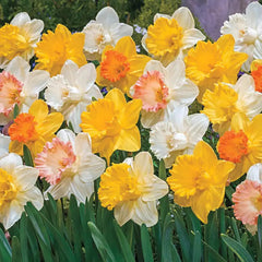 Giant Trumpet Daffodils for Naturalizing – Breck's