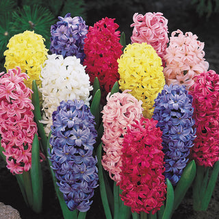 Hyacinths
