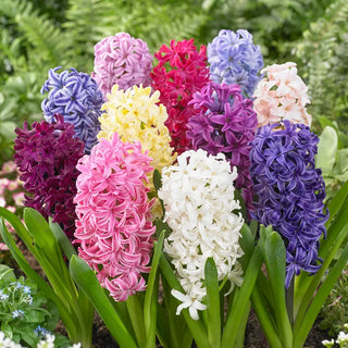 Giant Hyacinth Mixture