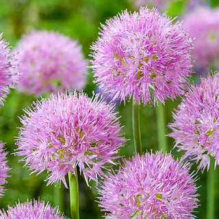 Alliums