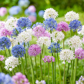 Alliums