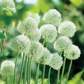 Alliums